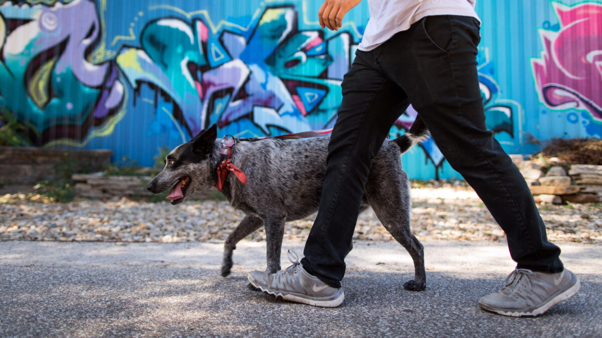 Man walking with dog in front of colorful wall