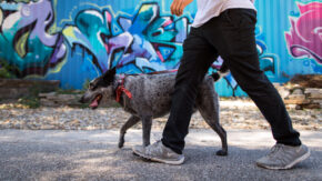 Man walking with dog in front of colorful wall