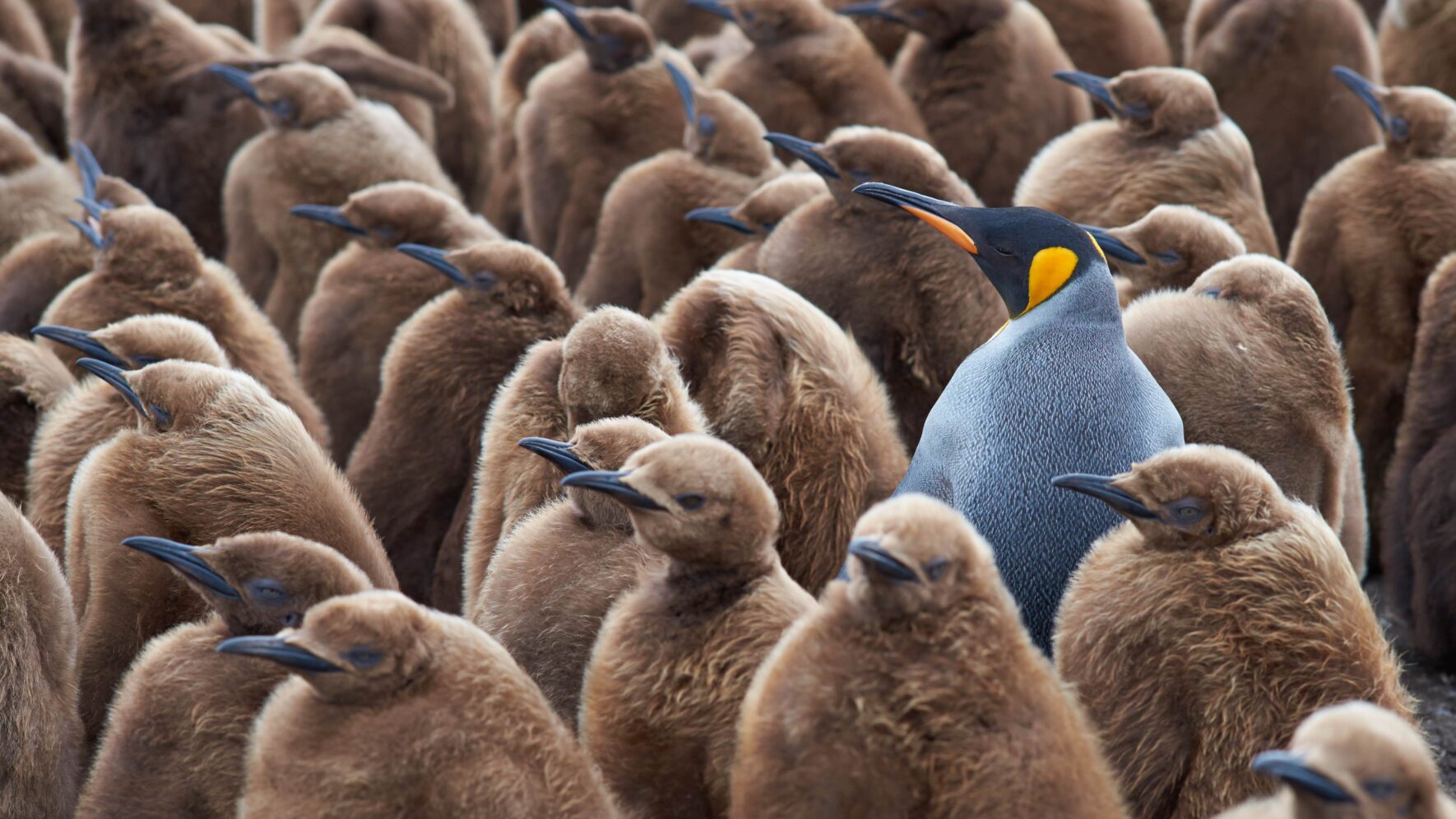 One adult emperor penguin sticking out in the middle of a crowd of juveniles
