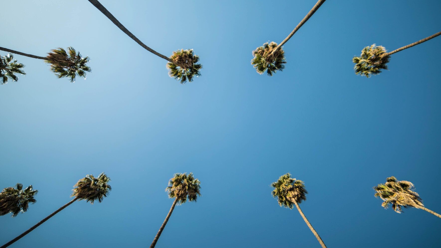 Looking up at two rows of palm trees against a clear blue sky